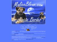 Malice Bleue - Border Terriers - border terrier - Elevage de Border Terrier - Breeding of Border Terrier Malice Bleue - Border Terriers - border terrier - Elevage de Border Terrier - Breeding of Border Terrier