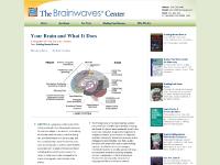 The Brain - Diagram and Explanation The Brain - Diagram and Explanation