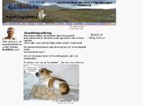 Hundfotografering Värmdö & Gäddede Hundfotografering Värmdö & Gäddede