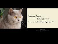 Chatterie des Brumes d'Argent - Elevage de chats British Shorthair