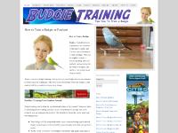 budgietraining - Budgie Training Tips| How to Train a Budgie or Parakeet budgietraining - Budgie Training Tips| How to Train a Budgie or Parakeet