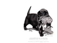 caccia.se Labrador Retriever, uppfödning, breeding caccia.se Labrador Retriever, uppfödning, breeding