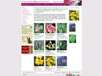 Caladium Bulb Company Caladium Bulb Company