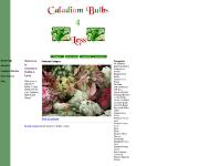 Caladium Bulbs 4 Less Home Page Caladium Bulbs 4 Less Home Page