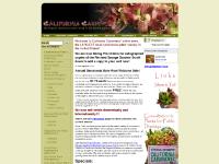 Carnivorous plants for sale: California Carnivores: Offering only the highest carnivorous plants for sale since 1989! Carnivorous plants for sale: California Carnivores: Offering only the highest carnivorous plants for sale since 1989!
