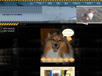 callvalleys.se Hundarna / The dogs, Valpar / Puppies, Planer / Plans