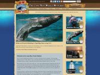 Cape May Whale Watcher - Dolphin and Whale Watching in Cape May, Wildwood and the rest of the Jersey Shore Cape May Whale Watcher - Dolphin and Whale Watching in Cape May, Wildwood and the rest of the Jersey Shore