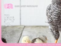 Caren Alpert Photography - Bay Area and NYC - Food, Travel, Lifestyle and Interiors.