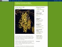 Cattleya Orchids and More