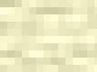 statistik för chacolis - Chacolís Norwegian Forest Cats