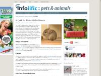A Guide for Chinchilla Pet Owners
