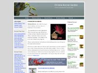 Bonsai Repotting Mistakes, Bonsai Tree Fertilizing, Bonsai Tree Repotting, Bonsai Tree Tools Bonsai Repotting Mistakes, Bonsai Tree Fertilizing, Bonsai Tree Repotting, Bonsai Tree Tools