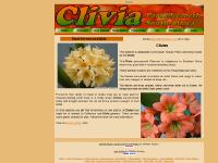 Clivia Clivia