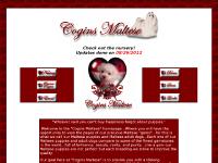 OH Maltese Dogs for Sale Maltese Puppy Mini Puppies Teacup Maltese Breeder Ohio AKC Maltese
