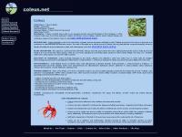 Coleus forskohlii, Coleus forskohlii in India, Coleus, Bulk Coleus, Coleus herb, Coleus Benefits, Mainmul, Karpuravali, forskolin, Coleus plant