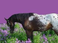 Counting Coup Appaloosas - Sport 2 Foundation Breeding Counting Coup Appaloosas - Sport 2 Foundation Breeding