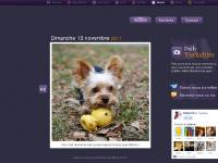 dailyork.fr yorkshire, photos, chien dailyork.fr yorkshire, photos, chien