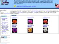 Medium Dahlias, Small Dahlias, Miniature Dahlias, Waterlily Dahlias Medium Dahlias, Small Dahlias, Miniature Dahlias, Waterlily Dahlias