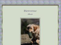 descheminsbleusduparadis.com goldens, golden retriever, golden-retriever