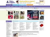 Puppies for sale in United Kingdom | Dogs and Puppies Puppies for sale in United Kingdom | Dogs and Puppies