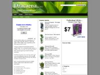 Dracaena