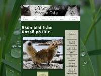 S*Dust & Dawn Sibiriska katter S*Dust & Dawn Sibiriska katter