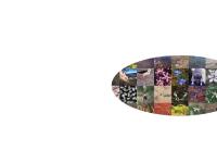 environment, flora, fauna, assessment  environment, flora, fauna, assessment