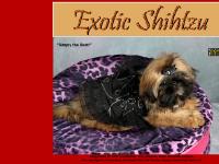 exoticshihtzu.com long island, NY, ShihTzu