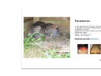 fasaner.se Viltuppfödning fasaner och rapphöns, Fasan, Rapphöns