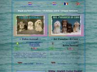 Home - Felici Animali - del Paradiso di Cani (Havanezer - Bichon Havanais - Havanese) chocolate chocolade bruin pigment chocolat Home - Felici Animali - del Paradiso di Cani (Havanezer - Bichon Havanais - Havanese) chocolate chocolade bruin pigment chocolat