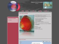 fermediscusbarbin.com - fermediscusbarbin