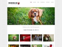Creative Pet Photography, Dog Photographer, Maryland, MD, Washington, DC, Virginia, VA Creative Pet Photography, Dog Photographer, Maryland, MD, Washington, DC, Virginia, VA
