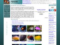  Reef Tank Setup, Refugium Setup, Aquarium Water Test Kits, Aquarium Lighting Overview