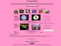 Flower Pictures Page 3, Best Places Flower Photography, How to take Flower Pictures, Free Flower Screensavers Flower Pictures Page 3, Best Places Flower Photography, How to take Flower Pictures, Free Flower Screensavers