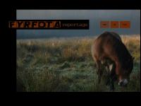 Fyrfota reportage Fyrfota reportage