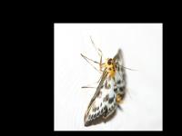 gå till webbplats gå till webbplats