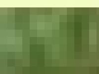  valpar, avel, grand danois