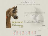 BERNHARD - Gwiazda Arabians BERNHARD - Gwiazda Arabians
