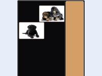 handialla-labradors.co.uk - handialla-labradors