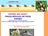 huskita.com akita husky siberian puppies for sale huskita huskitas akitas akc akitas