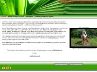 Icehill Irish Sports Horses Icehill Irish Sports Horses