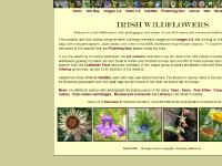 Irish Wildflowers - Index page