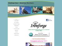 Ironforge Cats ~ American Shorthairs - Home Ironforge Cats ~ American Shorthairs - Home