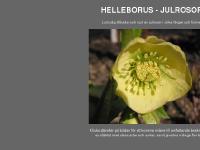 statistik för julrosor - julrosor