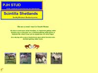 horse,spotted horse,leopard stallion,shetland horse,spotted horse,leopard stallion,shetland