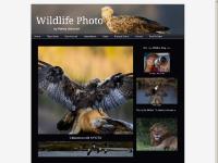 kifoto.se Naturfotograf, örn, havsörn