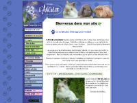 lancolie.ca lapin, lapins, lionhead lancolie.ca lapin, lapins, lionhead