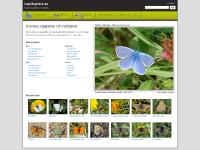 liten lepidoptera.se skärmbild liten lepidoptera.se skärmbild