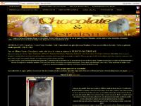 lilacpersiancats.com