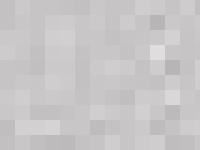 lilla hawaiis mopsar